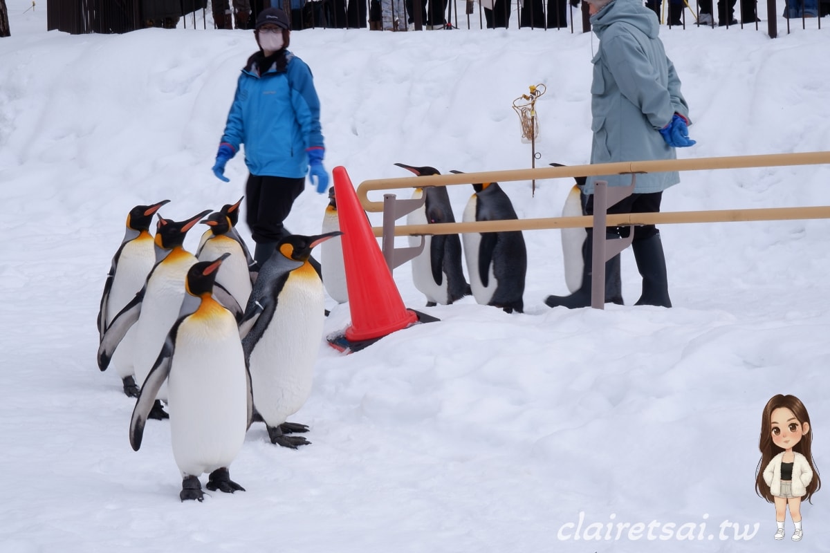 美黛子遊日本【包車篇】北海道包車自由行全攻略|旭山動物園、森林精靈露台、美瑛神社一日遊 - 第12張圖 美黛子遊日本【包車篇】北海道包車自由行全攻略|旭山動物園、森林精靈露台、美瑛神社一日遊