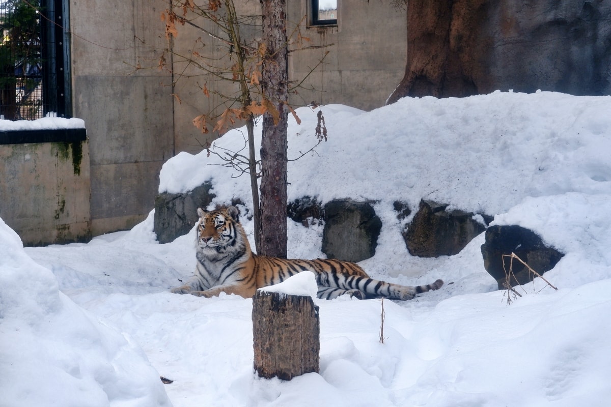 美黛子遊日本【包車篇】北海道包車自由行全攻略|旭山動物園、森林精靈露台、美瑛神社一日遊 - 第16張圖 美黛子遊日本【包車篇】北海道包車自由行全攻略|旭山動物園、森林精靈露台、美瑛神社一日遊